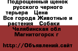 Подрощенный щенок русского черного терьера › Цена ­ 35 000 - Все города Животные и растения » Собаки   . Челябинская обл.,Магнитогорск г.